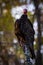 Large turkey vulture portrait close up in summer sun