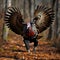 A large turkey in the woods with wings spread, preparing to fly. Turkey as the main dish of thanksgiving for the harvest
