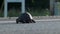 Large turtle is crossing concrete road shot from low angle