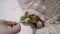 A large turtle eating grass from hand. Close-up.