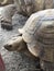 Large Turtle with huge shell trying to sneak through a wooden fence