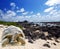 Large turtle (Megalochelys gigantea) at the sea edge on background of tropical landscape.