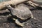 A large turtle with a shell animal in a reptile terrarium for display