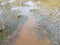 Large turtle submerged in muddy water with plants in wetland area