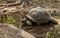 Large turtle in tortoise island, Zanzibar