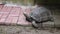 A large turtle walks on the ground in the Zoo