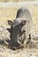 Large tusk male warthog