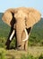Large-tusked Addo Elephant