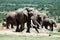 Large-tusked Addo Elephant and herd at Hapoor Dam