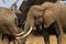 Large Tusked African Bush Elephant Head Shot