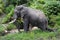 Large-tusked elephant bull, Kenya