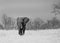 Large tusked elephant walking through the plains in Hwange