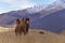 A large two-humped camel walks in the snowy mountains in the autumn.