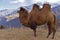 A large two-humped camel walks in the snowy mountains in the autumn.