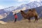 A large two-humped camel walks in the snowy mountains in the autumn.