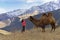 A large two-humped camel walks in the snowy mountains in the autumn.