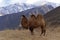 A large two-humped camel walks in the snowy mountains in the autumn.
