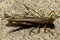 A large two striped grasshopper Melanoplus bivittatus on concrete ground.