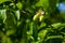 Large unripe green dogwood berries on a branch in early spring on a warm sunny day, bright beautiful background