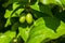 Large unripe green dogwood berries on a branch in early spring on a warm sunny day, bright beautiful background