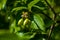 Large unripe green dogwood berries on a branch in early spring on a warm sunny day, bright beautiful background