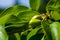 Large unripe green dogwood berries on a branch in early spring on a warm sunny day, bright beautiful background