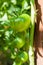 Large unripe green tomato fruits in a local home garden.