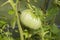 Large unripe green tomato hanging on a branch