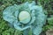 Large unripe head of cabbage in the farm vegetable garden