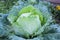 Large unripe head of cabbage in the farm vegetable garden