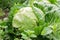 Large unripe head of cabbage in the farm vegetable garden. Organic farm products