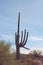 A large, unusually shaped Saguaro cactus in McDowell Sonoran Preserve, Scottsdale, Arizona