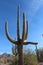 A large, unusually shaped Saguaro cactus in McDowell Sonoran Preserve, Scottsdale, Arizona