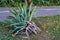 Large uprooted bromeliad from the side