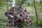 Large uprooted stump in a forest