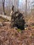 Large uprooted tree that has fallen in the forest