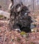 Large uprooted tree that has fallen in the forest