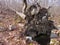 Large uprooted tree that has fallen in the forest