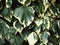 Large variegated ivy leaves growing against a wall