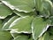 Large variegated leaves with white contrast edges, hosta close up