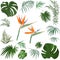 Large vector set of tropical plants and flowers on a white background. Strelitzia plant, palm leaves and other tropical