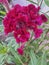 Large, velvety, purple rooster comb flower showing its magnificent existence. Celosia argentea