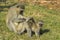 Large vervet monkey searching baby for ticks