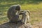 Large vervet monkey searching baby for ticks