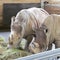 Large and very strong rhinoceros walking in a zoo in Erfurt.