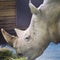 Large and very strong rhinoceros walking in a zoo in Erfurt.