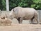 Large and very strong rhinoceros walking in a zoo in Erfurt.