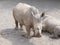 Large and very strong rhinoceros walking in a zoo in Erfurt.