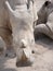 Large and very strong rhinoceros walking in a zoo in Erfurt.