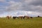 large view of Herd of cows and calves Inquisitive Limousin, on a ranch